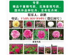 菏泽牡丹基地 菏泽三保牡丹供应观赏牡丹苗 牡丹树 牡丹盆景图1