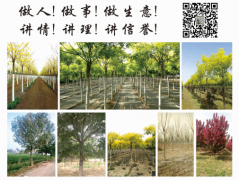 唐山抗盐碱苗木培育中心供应金叶槐，金枝槐等绿化苗木品种图1