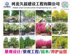河北法桐基地 河北精品白蜡现货供应 河北久兹建设工程有限公司图1