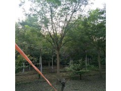 伟业园林郭建专业供应大小规格法桐、国槐、白蜡园林品种图1
