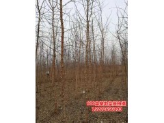 丛生金叶复叶槭5条以上米径3cm以上现货大量供应，坤盛达图1