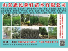 绿化用苗国槐树苗金枝国槐供应 惠民森轩景观苗木供应国槐树图1