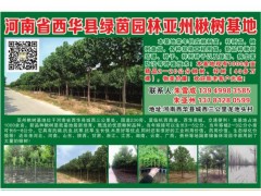 周口楸树基地 西华楸树繁育基地 兖州楸树基地专供各种规格楸树图1