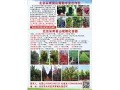 北京采育喜山规模化苗圃 供应8-17公分金叶复叶槭3000棵图1
