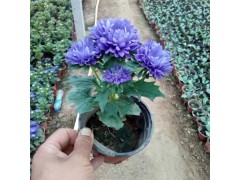 翠菊 时令草花价格 青州市金珀花卉苗木有限公司 翠菊钵苗图1