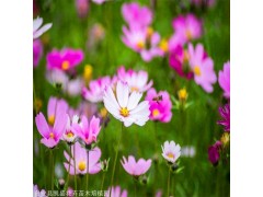 波斯菊价格 河北波斯菊穴盘苗 宿根花卉 凯盛宿根花卉花海景观图1