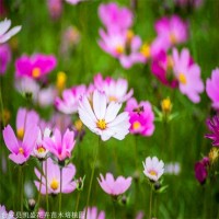 波斯菊价格 河北波斯菊穴盘苗 宿根花卉 凯盛宿根花卉花海景观