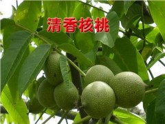 清香核桃苗/香玲核桃苗/新疆343核桃苗/中林核桃苗图1