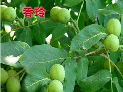 清香核桃苗/香玲核桃苗/新疆343核桃苗/中林核桃苗图2