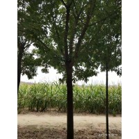 白蜡树，5-15公分白蜡树供应 太康县绿园苗圃 周口白蜡树