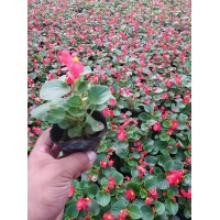 四季海棠花苗 白 粉 红色四季海棠花苗 青州花卉 正艳花卉