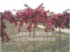 皇家美人垂枝海棠苗 冀州垂枝海棠大量批发 冀州绿泽家庭农场图1