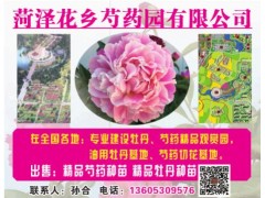专业建设牡丹芍药精品观赏园， 油用牡丹基地、芍药切花基地图1