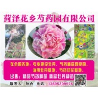 专业建设牡丹芍药精品观赏园， 油用牡丹基地、芍药切花基地