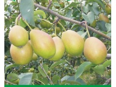 红香酥-八月底九月初成熟，红香酥梨树苗供应 盛兴苗木果树苗图1