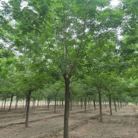 山东造型白蜡、速生白蜡基地、超嫱苗木基地供应12公分白蜡
