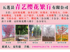青艺樱花 主要供应高杆阳光樱6-9公分品种樱花小苗 日照樱花图1