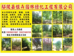 鄢陵本土国槐、速生国槐苗供应 银卉园林供应各种规格国槐树图1
