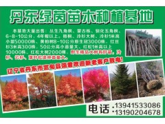 红松2米高以上1万株现货供应 丹东绿茵苗木 东北红松苗图1