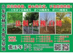 常年低价批发1-40公分法桐 鼎赫苗木 济宁法桐基地 法桐图1
