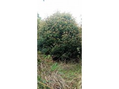 丛生桂花树 丛生桂花球造型 永丽苗木合作社 丛生桂花树供应图1