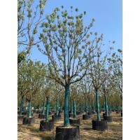 九江香樟基地 2-15公分香樟树 业雄园林专供多种规格香樟树