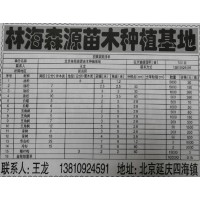 林海森源苗木种植基地供应油松1-10公分10000棵