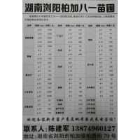 供应移栽香樟20-50公分，八一苗圃专供移栽香樟树、香樟树