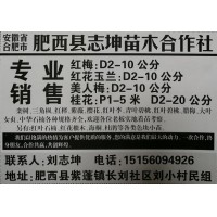 安徽合肥志坤苗木专业销售红梅D2-10公分 红梅基地