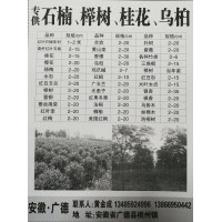 供应红叶石楠球/柱1-2米 安徽红叶石楠球、红叶石楠柱基地