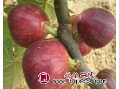 供应波姬红无花果苗 玛斯义陶芬无花果苗价格表 天发苗木基地图1