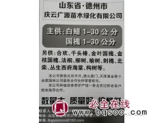 供应1-30公分白蜡，速生白蜡、德州庆云广源苗木专供白蜡图1