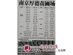 十里苗木供应雪松籽播苗0.8-10米高 南京雪松各种规格苗图1