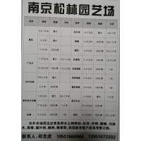 江苏南京松林园艺场供应雪松0.3-10米 南京雪松基地