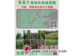 矮棵美人蕉(大红，酒红，黄三种颜色) 3千盆 新城苗圃图1