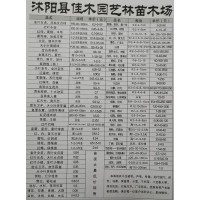 佳木园艺供应金叶女贞、日本女贞球P20-60-100m现货
