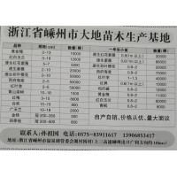 供应金桂/四季桂冠幅200-500公分，嵊州市大地苗木基地