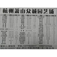 供应大小叶黄杨40*20公分现货大量 萧山众诚园艺 黄杨苗