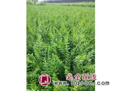 水蜡苗 水腊小苗厂家直销 水蜡树丛生水蜡苗 鸿发种苗繁育基地图1