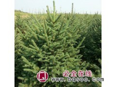 云杉树供应优质绿化苗木 云杉树苗绿化工程苗 河北阿达木苗圃图1