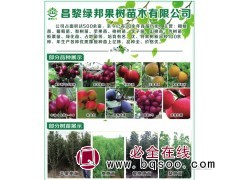 供应果树苗 俄罗斯8号大樱桃苗现货供应 美早樱桃苗 绿邦果树图1