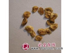 新采树种子杉树种子 水杉种子低价促销包发芽 赤峰天邦草业图1