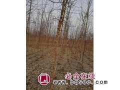 金叶复叶槭5公分25-35元，坤盛达金叶复叶槭苗大量清场销售图1