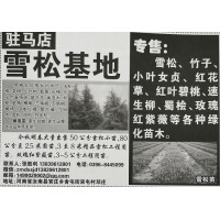 大量出售50公分雪松小苗 3至8米精品雪松工程用苗 河南雪松