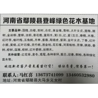 鄢陵国槐基地 3-25公分国槐精品树 登封绿色苗木基地