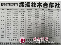 供应3-15公分栾树精品树 鄢陵绿洲花木 北栾现货供应 栾树图1