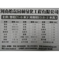 河南怡磊园林主供雪松1-6米、河南桧0.8-2米高现货供应