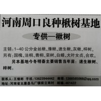 专供楸树，主销1-40公分金丝楸、豫楸、速生楸、灰楸、梓树