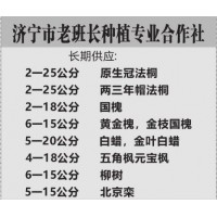 长期供应2-25公分原生冠法桐 两三年帽法桐 老班长法桐