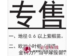 哈尔滨专售紫椴苗 专售地径0.6以上紫椴苗 紫椴苗基地图1